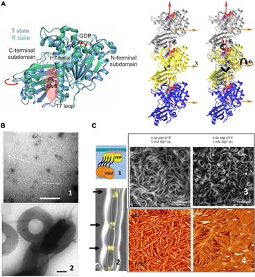 How Does the Spatial Confinement of FtsZ to a Membrane Surface Affect Its Polymerization Properties and Function?